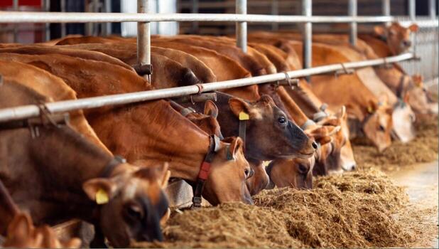 Animal Feed Agency